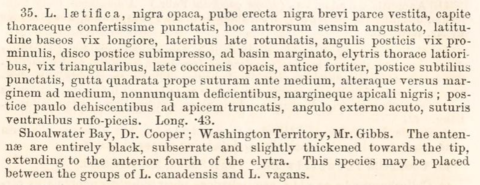 LeConte.1859.p89_laetifica_original description.PNG