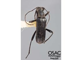 Grammoptera subargentata